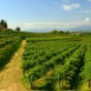I principali eventi legati al vino del Friuli Venezia Giulia.
